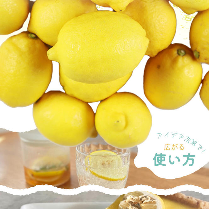 秀品　紀州有田産レモン　2.5kg
※着日指定不可
※2025年3月上旬～3月下旬頃に順次発送予定