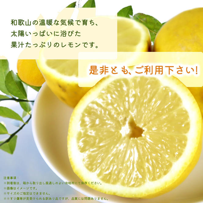 【ご家庭用訳あり】紀州有田産レモン　2.5kg
※着日指定不可
※2025年3月上旬～3月下旬頃に順次発送予定