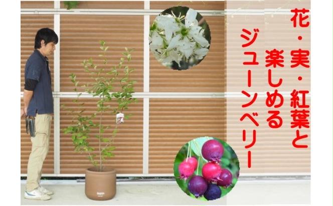 ガーデニング 鉢植え ジューンベリー 大きいサイズ ラウンド 33cmチョコ色 配送不可 北海道 沖縄 離島