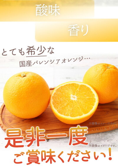 G7080_【先行予約】希少な国産バレンシアオレンジ 7kg 【家庭用 訳あり】