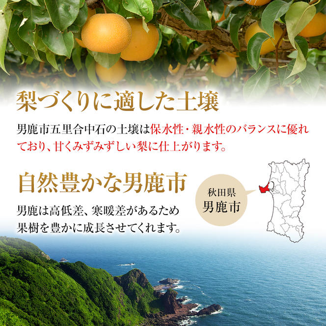 【令和7年度 早期予約】あきづき 梨 6玉（3L）