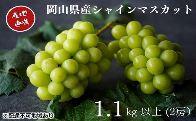 厳選 シャインマスカット 2房 合計1.1kg以上 産地直送 朝採れ ぶどう 葡萄 Kawahara Green Farm 岡山県産 2025年