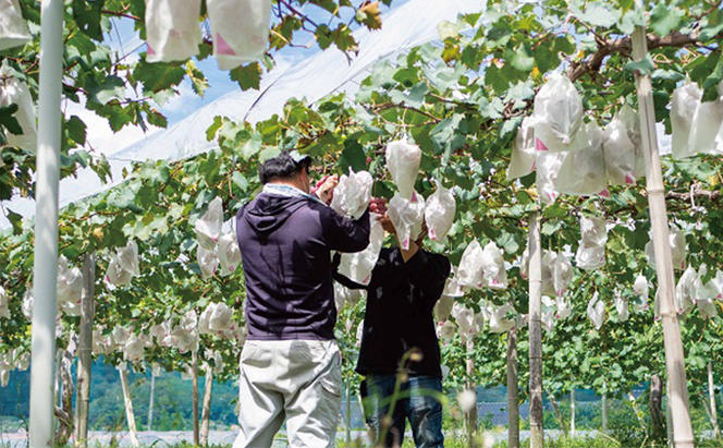 厳選 シャインマスカット 2房 合計1.1kg以上 産地直送 朝採れ ぶどう 葡萄 Kawahara Green Farm 岡山県産 2024年