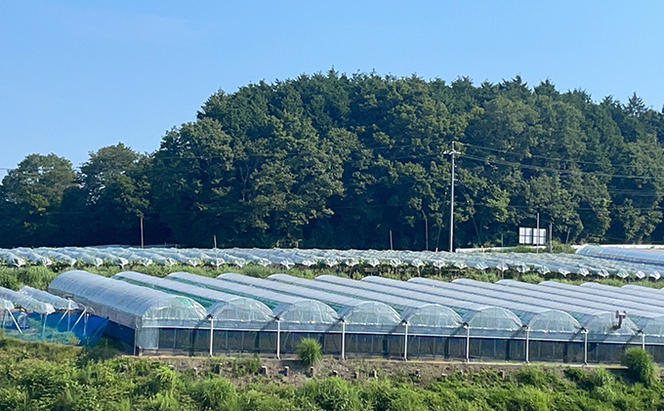 厳選 シャインマスカット 2～3房 合計1.7kg以上 産地直送 朝採れ ぶどう 葡萄 Kawahara Green Farm 岡山県産 2024年