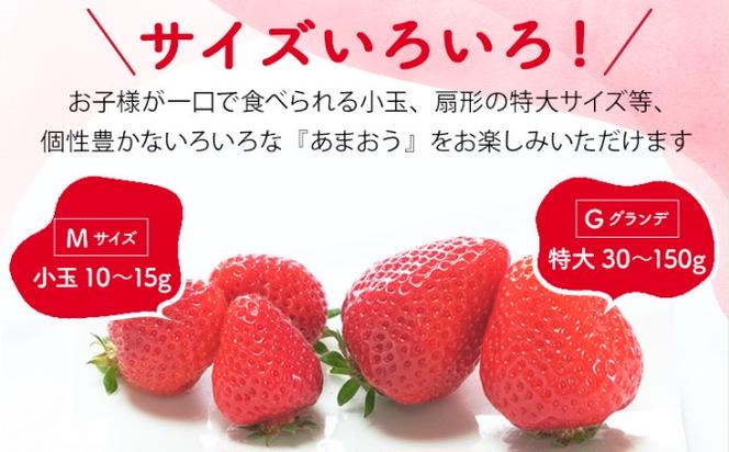 訳あり いちご 2025年2月下旬より発送 あまおう サイズ色々 6パック 約1.71kg 配送不可 離島