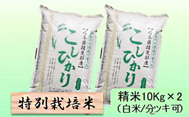 特別栽培米★精米20kg（白米/5分/7分ツキ可）【コシヒカリ】 玄米は別に出品