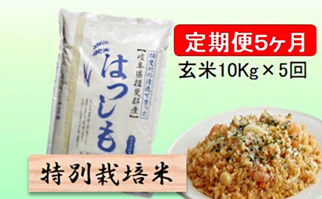 特別栽培米★[定期便] 5カ月★毎月 玄米10kg【ハツシモ】 お米 ブランド米 銘柄米 ご飯 アッサリ 幻のお米 大粒 