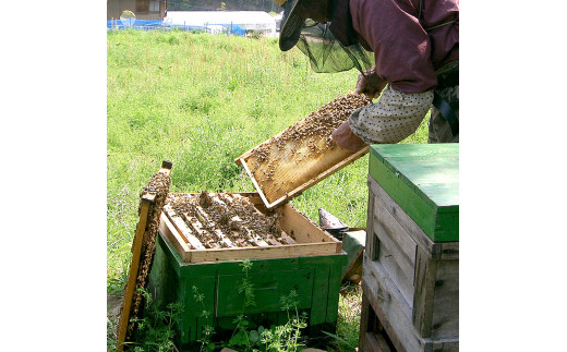 爽やかな香り広がる100%天然蜂蜜 ぶんたん山の蜂蜜 360g はちみつ ハチミツ 高知県産 国産 天然はちみつ 土佐 高知 【白木果樹園】
