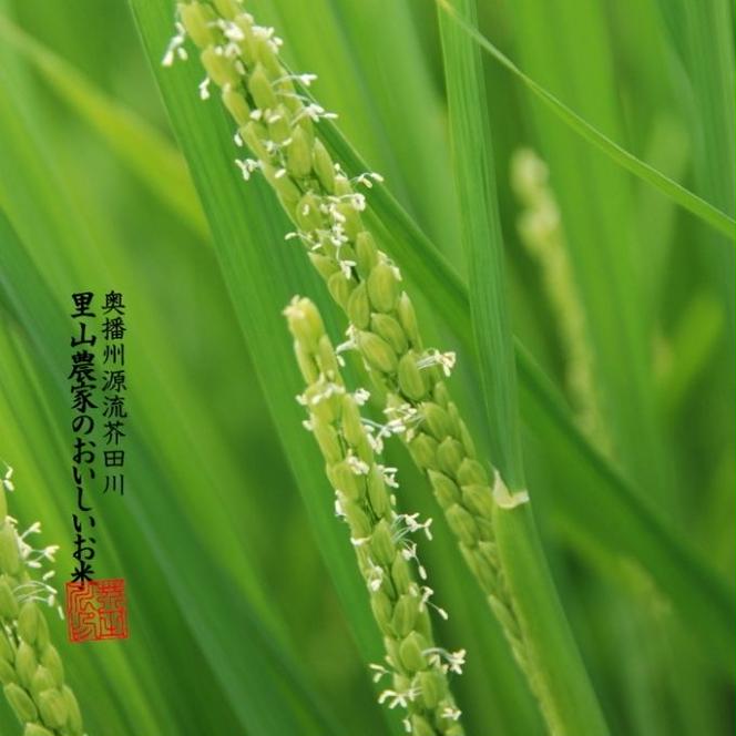 米 【令和6年産】 キヌヒカリ 10kg (5kg×2)精米 奥播州源流 芥田川産 芥田川 農家直送 10キロ 国産米 きぬひかり 贈り物 喜ばれる お米ギフト おいしいお米 お祝い 内祝い 贈答 美味しい おいしい