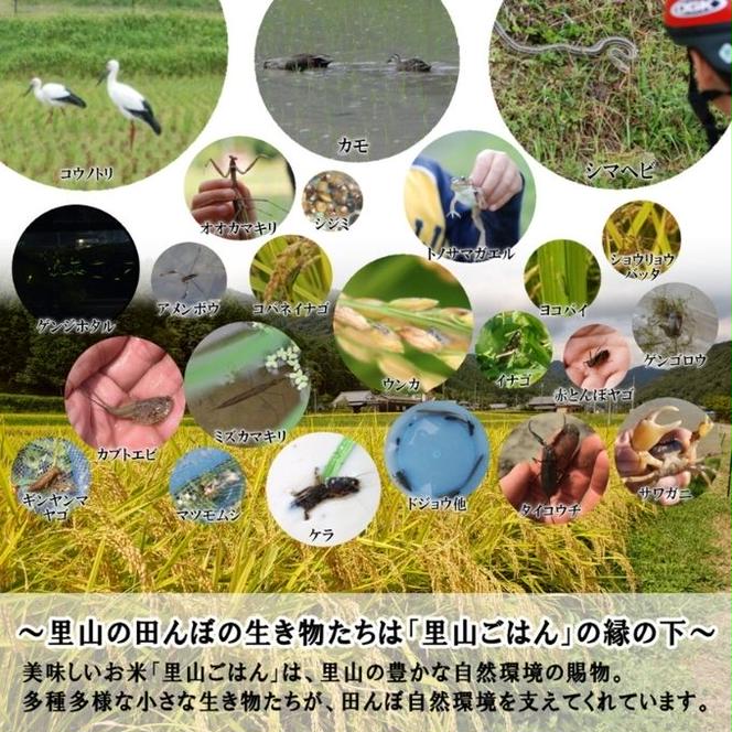 米 【令和6年産】 コシヒカリ 10kg (5kg×2)精米にて 奥播州源流 芥田川産 芥田川 農家直送 10キロ 国産米 こしひかり  贈り物 喜ばれる お米ギフト おいしいお米 お祝い 内祝い 贈答 美味しい おいしい