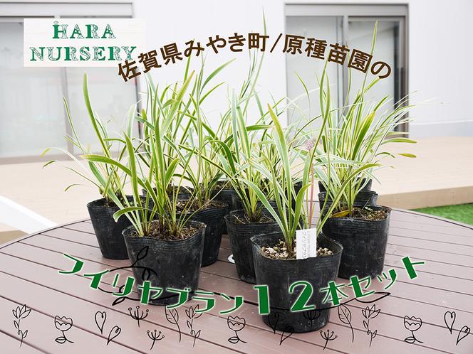 BS147_フイリヤブラン12本セット　花 苗 植物 家庭菜園 花壇 プランター