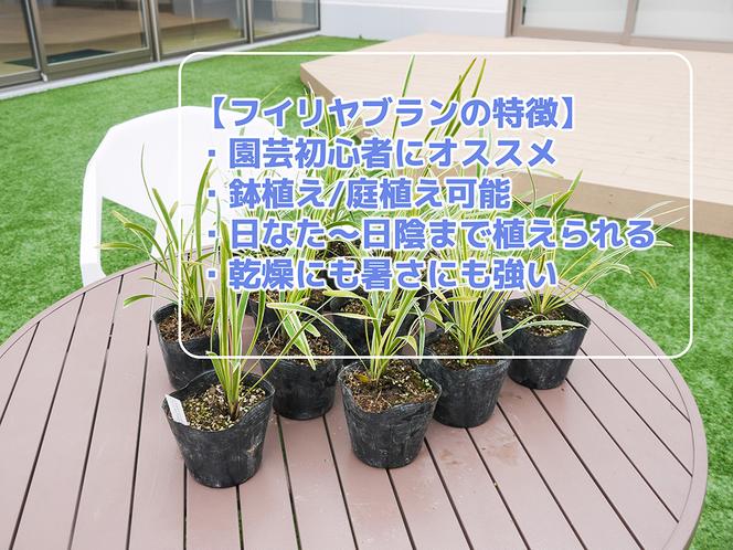 BS147_フイリヤブラン12本セット　花 苗 植物 家庭菜園 花壇 プランター