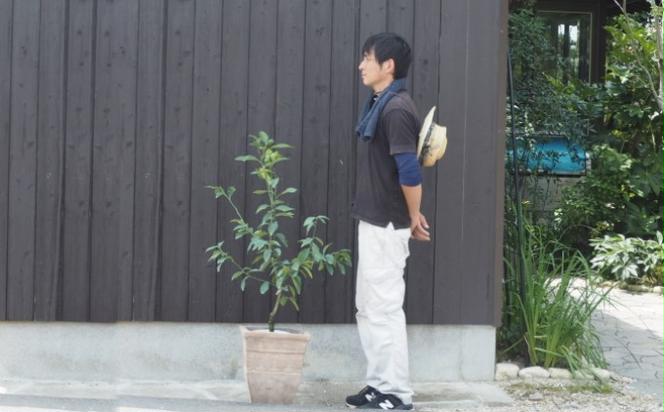 植物 レモン 鉢植え 大きめ サイズ レモンの木 アンティーク テラコッタ 鉢 直径31cm 配送不可 北海道 沖縄 離島