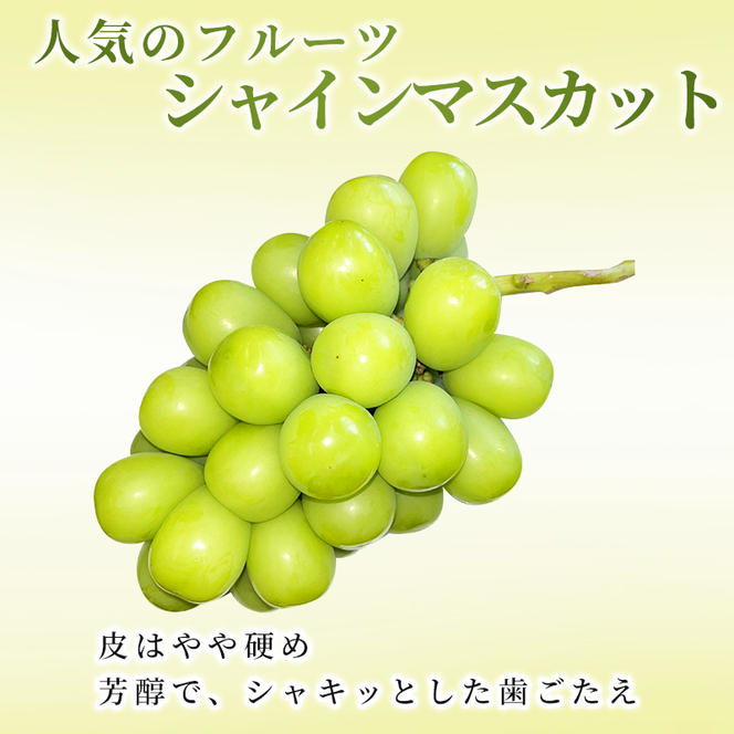 志賀高原の麓で育った シャインマスカット 3～5房 約2kg ※お届け日時指定不可 ぶどう フルーツ 果物 デザート 長野県 長野