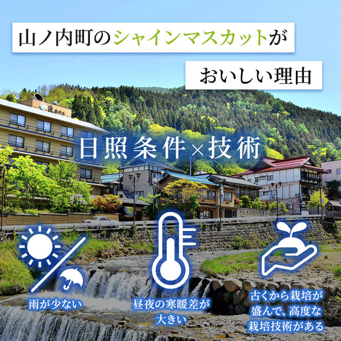 志賀高原の麓で育った シャインマスカット 3～5房 約2kg ※お届け日時指定不可 ぶどう フルーツ 果物 デザート 長野県 長野