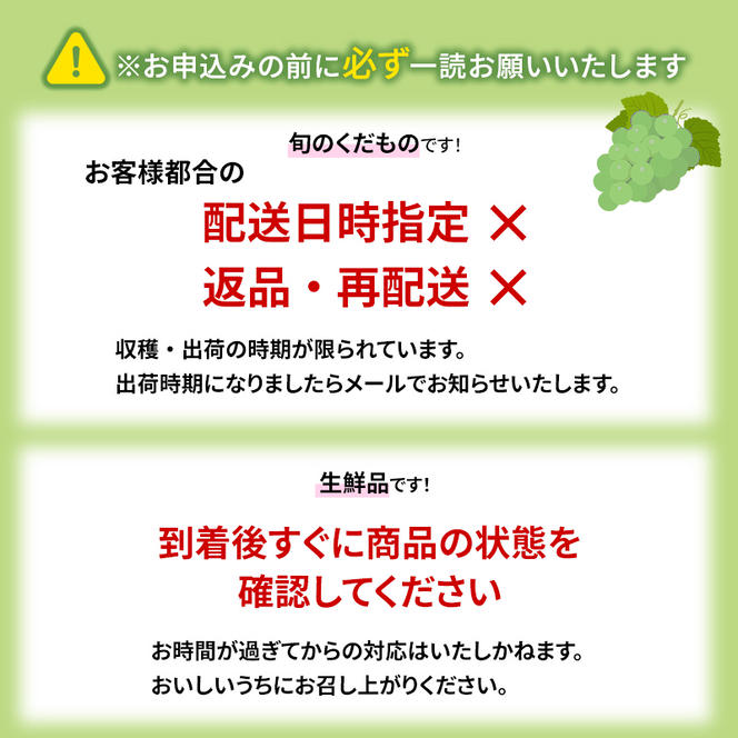 志賀高原の麓で育った シャインマスカット 3～5房 約2kg ※お届け日時指定不可 ぶどう フルーツ 果物 デザート 長野県 長野
