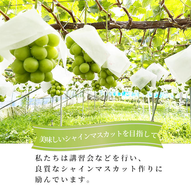 志賀高原の麓で育った シャインマスカット 3～5房 約2kg ※お届け日時指定不可 ぶどう フルーツ 果物 デザート 長野県 長野