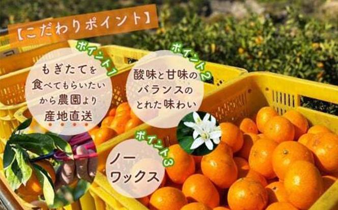 北真農園　有田みかん 家庭用 3kg 濃厚完熟 お試しサイズ ORYY推奨 ※2024年11月上旬～12月下旬頃に順次発送予定