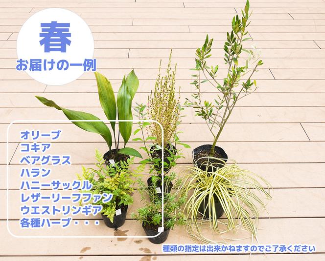 BS150_年２回お届けのガーデニングセット　春・秋お届け　花 苗 植物 家庭菜園 花壇 プランター