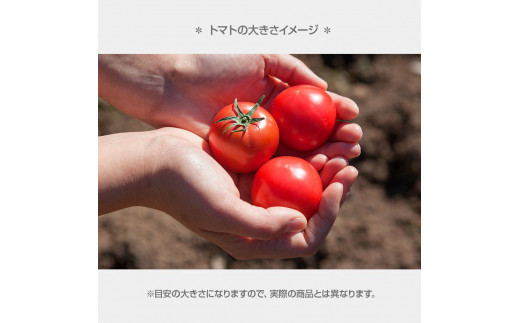 あまいこトマト 約1kg トマト ミニトマト フルーツトマト 糖度7 - 8度 高知県産 アイコ アイコトマト 健康 酸味控えめ 美味しい ふるーつとまと みにとまと お取り寄せグルメ