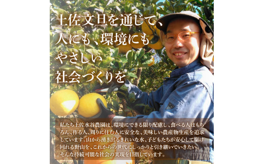 本場、高知県土佐市産！土佐水谷農園の露地土佐文旦 家庭用10キロ 10kg （L - 上限なし：16玉前後） 訳あり 文旦 ぶんたん ブンタン 土佐文旦 ご自宅用 柑橘 フルーツ 果物 土佐 高知