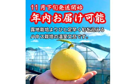 先行予約〈土佐文旦の藤岡〉厳選 温室土佐文旦 3kg (5 - 6玉）文旦 ぶんたん ブンタン 土佐文旦 ハウス栽培 甘い 糖度13 - 15度 柑橘 フルーツ 果物 ご当地 お取り寄せ