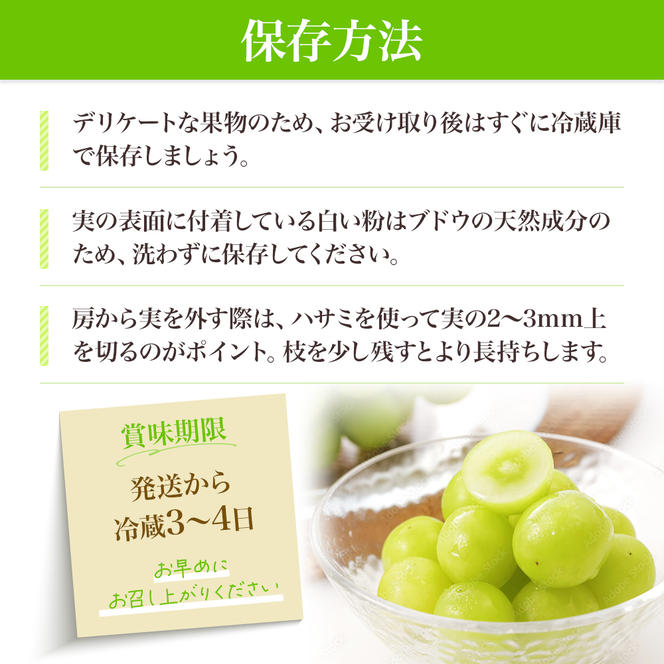 先行予約 甘く食べやすい シャインマスカット 2房（1房 500～600g）＜出荷時期：2024年9月下旬～10月上旬ごろ＞数量限定 期間限定 果物 フルーツ ぶどう ブドウ マスカット