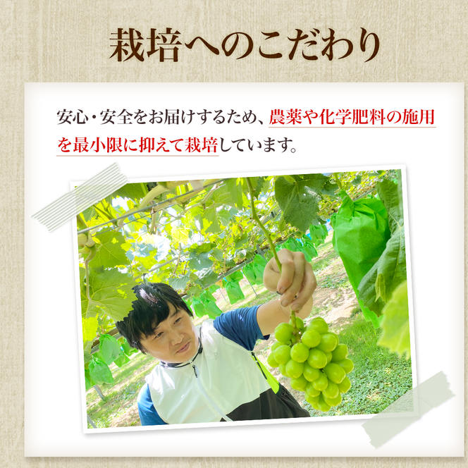 先行予約 甘く食べやすい シャインマスカット 2房（1房 500～600g）＜出荷時期：2024年9月下旬～10月上旬ごろ＞数量限定 期間限定 果物 フルーツ ぶどう ブドウ マスカット