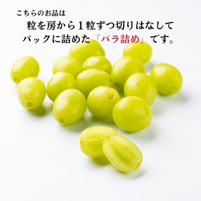 先行予約 甘く食べやすい シャインマスカット 粒 バラ詰め 約1kg＜出荷時期：2024年9月下旬～10月上旬ごろ＞数量限定 期間限定 果物 フルーツ ぶどう ブドウ マスカット