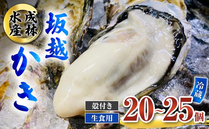 牡蠣 生食用 坂越かき 殻付き 20～25個 成林水産 [ 生牡蠣 真牡蠣 かき カキ 冬牡蠣 ]