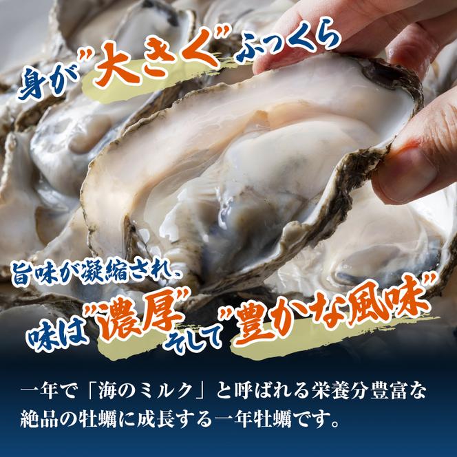 牡蠣 生食用 坂越かき 殻付き 20～25個 成林水産 [ 生牡蠣 真牡蠣 かき カキ 冬牡蠣 ]