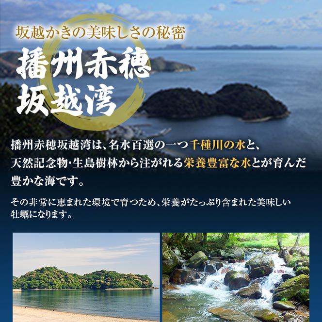 牡蠣 生食用 坂越かき 殻付き 20～25個 成林水産 [ 生牡蠣 真牡蠣 かき カキ 冬牡蠣 ]