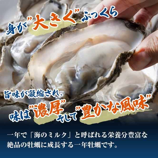 牡蠣 生食用 坂越かき 殻付き 42～48個 成林水産 [ 生牡蠣 真牡蠣 かき カキ 冬牡蠣 ]