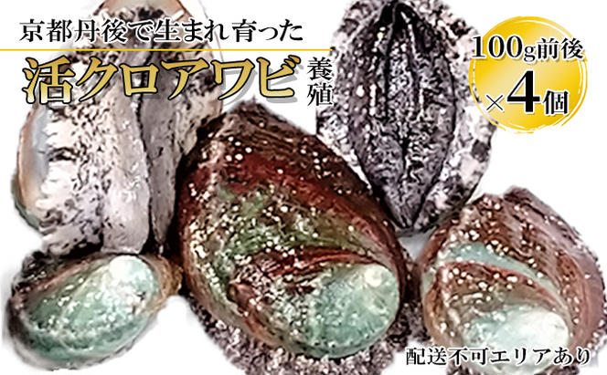 【ふるさと納税】京都 丹後で生まれ育った 活クロアワビ 100g前後×4個（養殖）魚貝類 魚 アワビ 高級食材 丹後 高級 バーベキュー