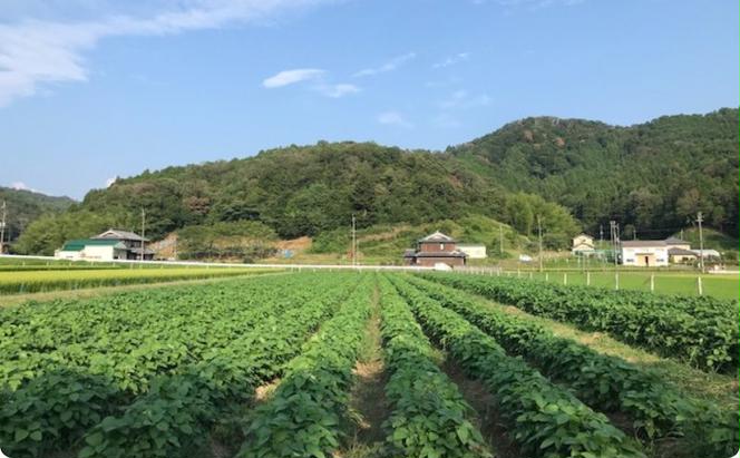 【テレビで話題！】兵庫の新品種黒枝豆 ひかり姫 兵庫県 万願寺産 1.5kg