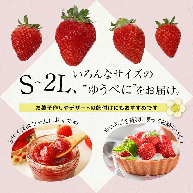 FKK19-662_【先行予約】【サイズ混合】嘉島町産いちご「ゆうべに」 約1kg (250g×4パック) ※2025年1月より順次発送