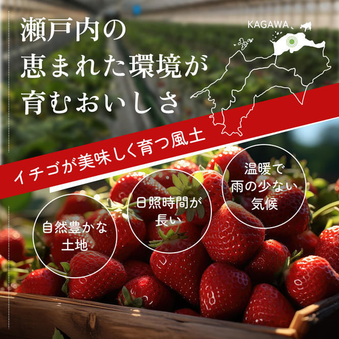 高評価》 香川県オリジナル品種！ いちご【さぬきひめ】化粧箱 400g×2