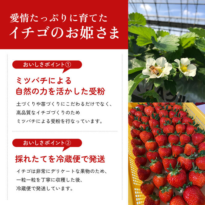 いちご 香川県オリジナル品種 さぬきひめ 1kg 香川県産 苺 イチゴ フルーツ 果物 くだもの 旬のフルーツ 旬の果物 大粒 採れたて 冷蔵 香川 香川県 東かがわ市