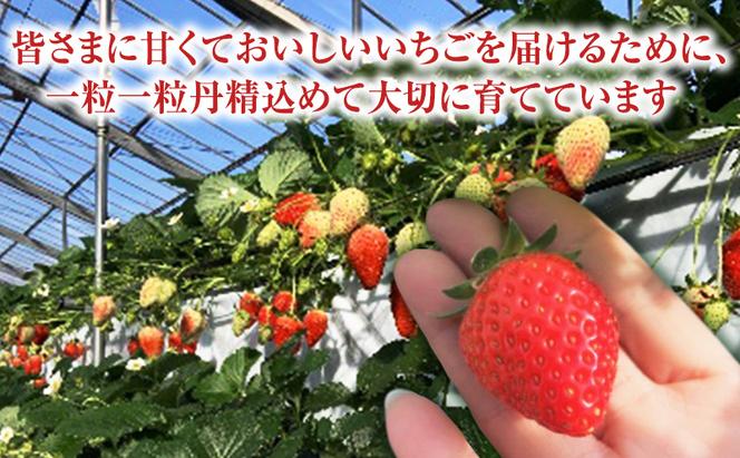 【予約販売】当園自慢の甘い採れたていちご2パック　