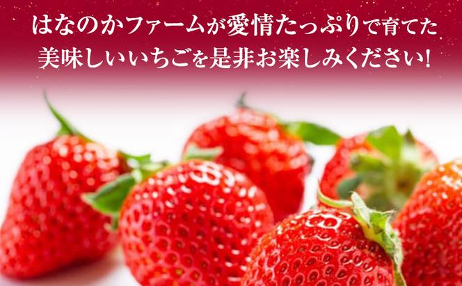 【予約販売】当園自慢の甘い採れたていちご4パック　 果物 フルーツ デザート 食後 おやつ 高糖度 香り高い 産地直送 　※2026年2月上旬～4月下旬頃に順次発送予定　※離島への配送不可
