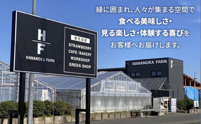 【予約販売】当園自慢の甘い採れたていちご4パック　 果物 フルーツ デザート 食後 おやつ 高糖度 香り高い 産地直送 　※2026年2月上旬～4月下旬頃に順次発送予定　※離島への配送不可