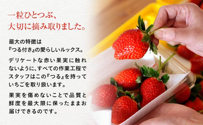 つる付き とちあいか 2パック箱（11下旬～12月中旬） いちご 果物 フルーツ 苺 イチゴ くだもの 朝取り 新鮮 美味しい 甘い