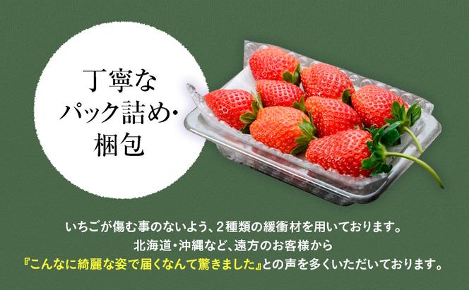 つる付き とちあいか 2パック箱（11下旬～12月中旬） いちご 果物 フルーツ 苺 イチゴ くだもの 朝取り 新鮮 美味しい 甘い