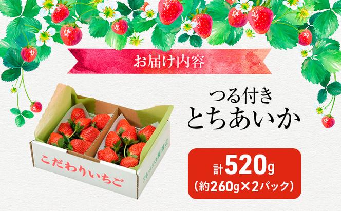 つる付き とちあいか 2パック箱（11下旬～12月中旬） いちご 果物 フルーツ 苺 イチゴ くだもの 朝取り 新鮮 美味しい 甘い