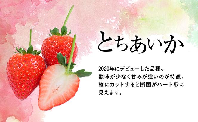 つる付き とちあいか 2パック箱（1月中旬～1月下旬発送） いちご 果物 フルーツ 苺 イチゴ くだもの 朝取り 新鮮 美味しい 甘い