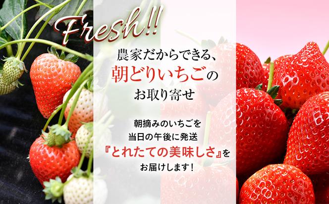 つる付き とちあいか 2パック箱（1月中旬～1月下旬発送） いちご 果物 フルーツ 苺 イチゴ くだもの 朝取り 新鮮 美味しい 甘い