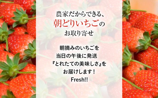 つる付き とちおとめ 2パック箱（11月下旬～12月中旬発送） いちご 果物 フルーツ 苺 イチゴ くだもの 朝取り 新鮮 美味しい 甘い