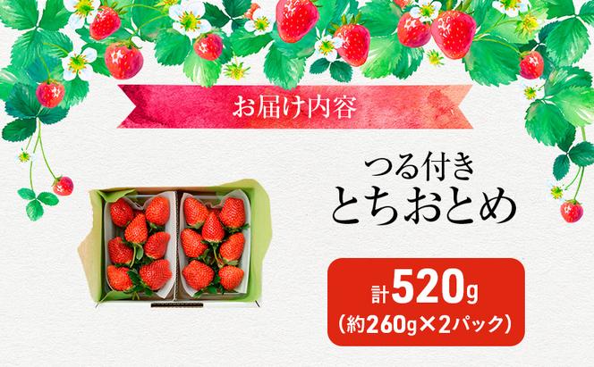 つる付き とちおとめ 2パック箱（11月下旬～12月中旬発送） いちご 果物 フルーツ 苺 イチゴ くだもの 朝取り 新鮮 美味しい 甘い