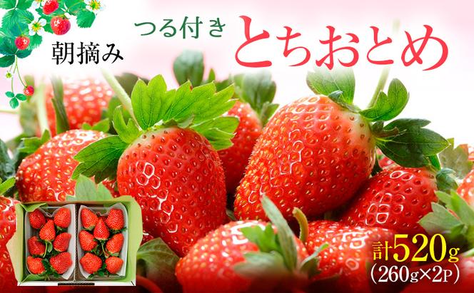 つる付き とちおとめ 2パック箱（2月中旬～2月下旬発送） いちご 果物 フルーツ 苺 イチゴ くだもの 朝取り 新鮮 美味しい 甘い