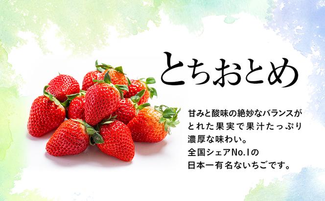 つる付き とちおとめ 2パック箱（3月～5月発送） いちご 果物 フルーツ 苺 イチゴ くだもの 朝取り 新鮮 美味しい 甘い